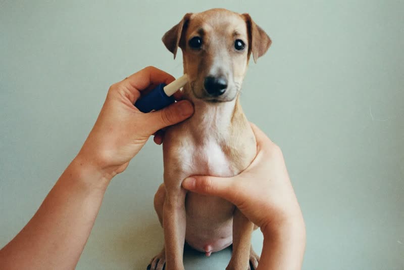 A puppy sitting calmly for its first groom
