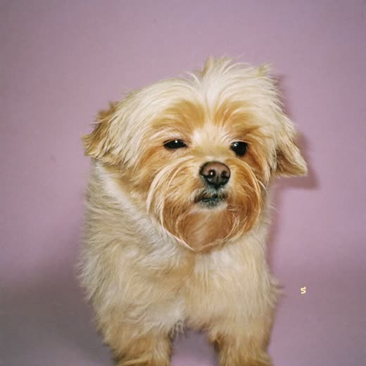 A small fluffy dog with its coat blown out and fluffed